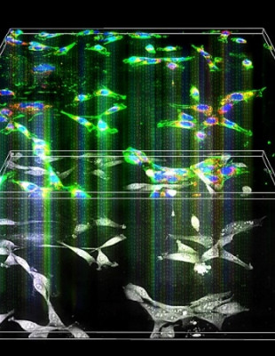 artistic rendering of the concept of AI-based holographic microscopy, allowing molecular imaging from label-free holotomography.