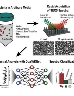 Schematics of the general process of Raman data collection and analysis where a single spectrum is attained from a single cell and classified via deep learning