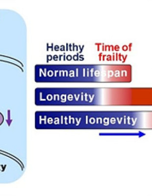 A Genetic Change for Achieving a Long and Healthy Life​