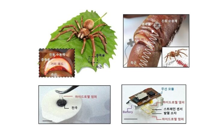 Researchers develop spider-inspired frequency damper for biosignal sensors