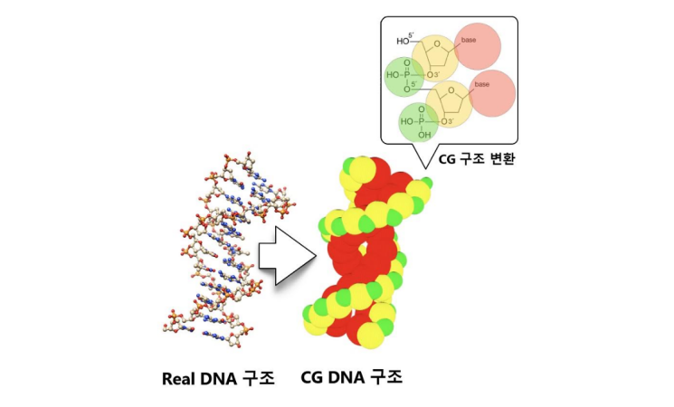 Researchers develop simulation technology to identify radiation-induced DNA damages