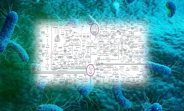 Interactive Map of Metabolical Synthesis of Chemicals